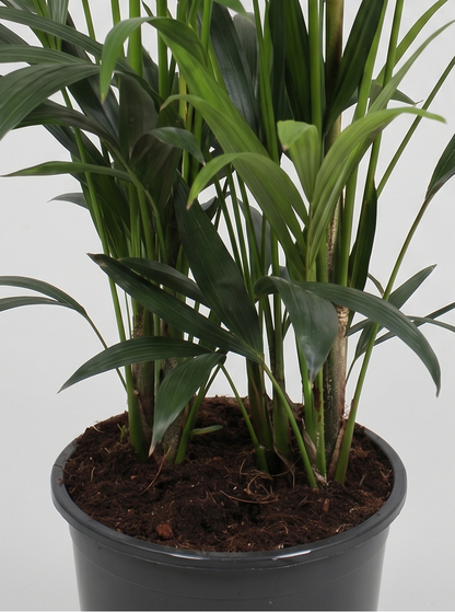 Kentiapalme, Howea Forsteriana plante