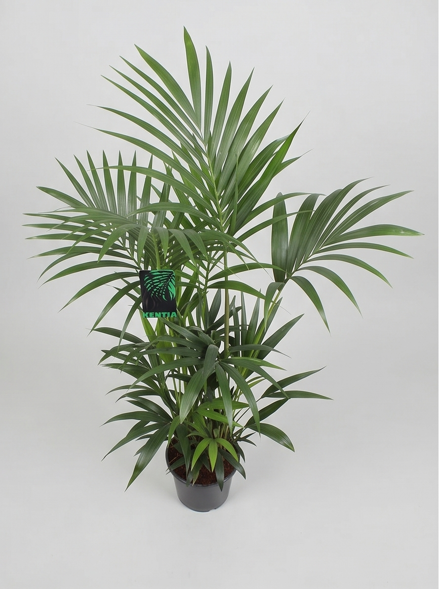 Kentiapalme, Howea Forsteriana plante