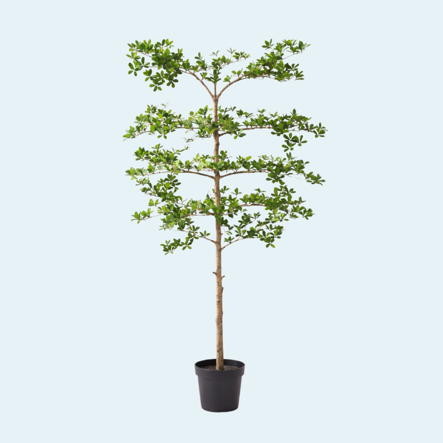 Kunstigt Bucida træ 200 cm.