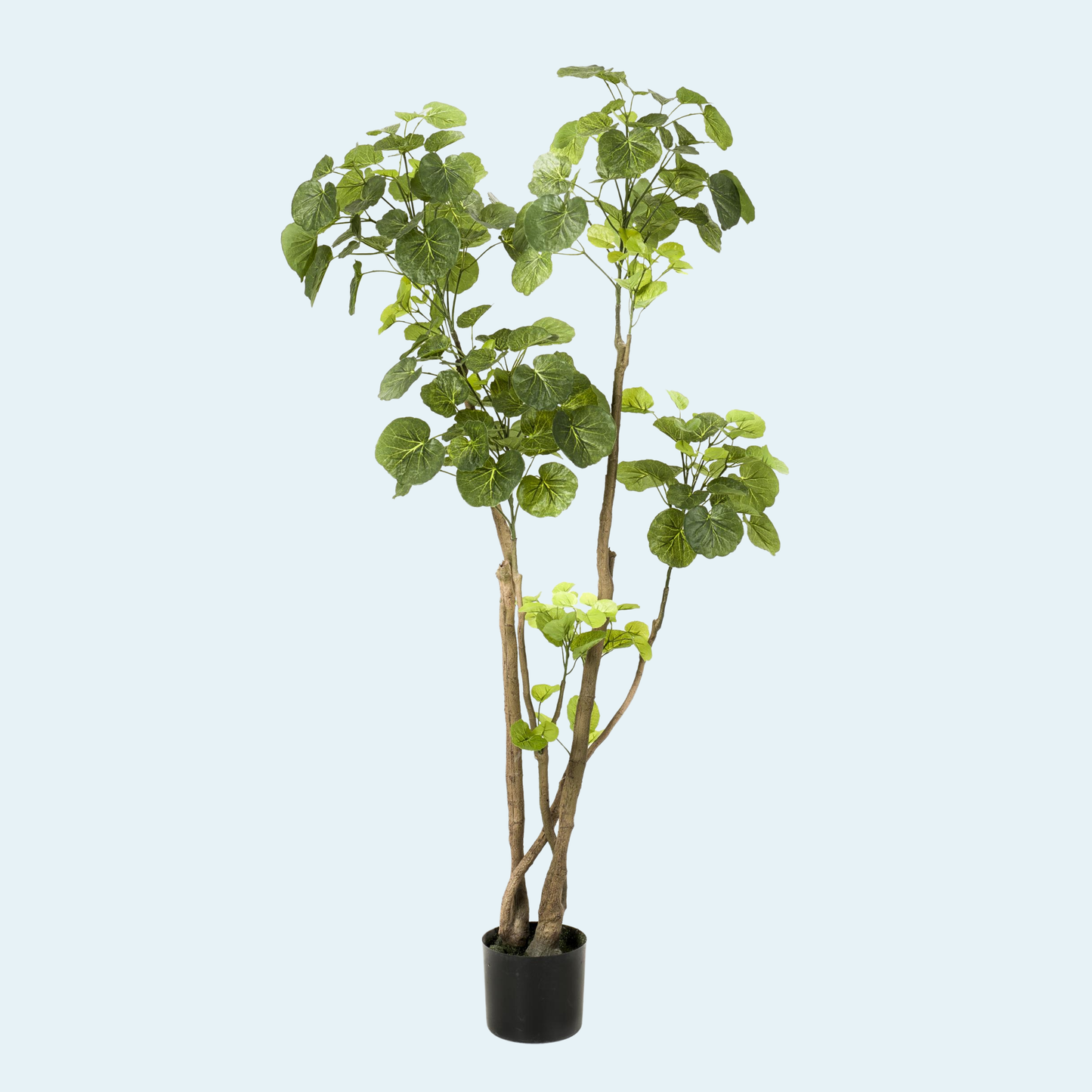 kunstig-polyscias-alaria-plante-træ-stor-kunstig-træ