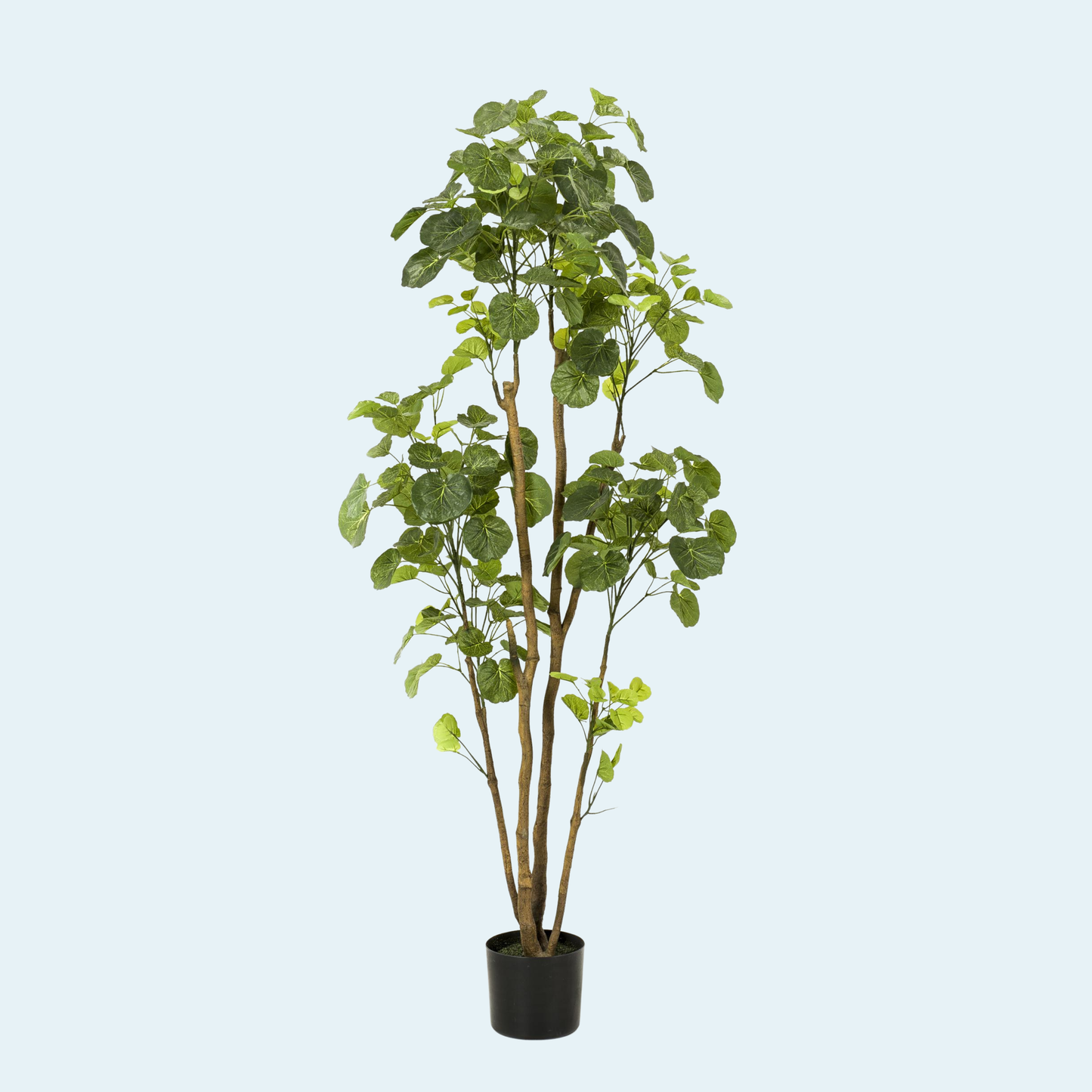 kunstig-polyscias-alaria-træ-plante-køb
