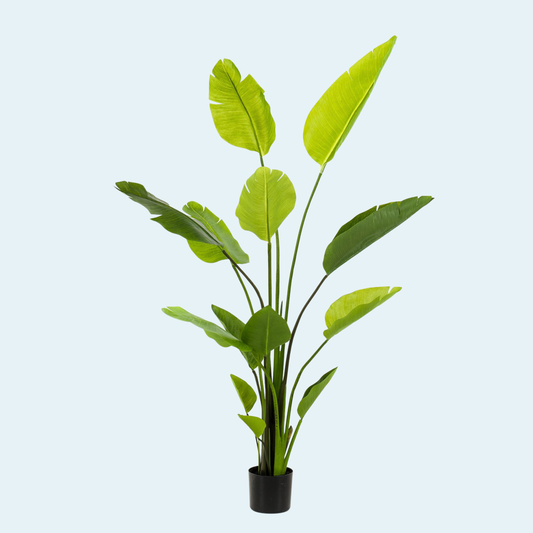 Kunstigt Strelitzia Nicolai plante 150 cm.