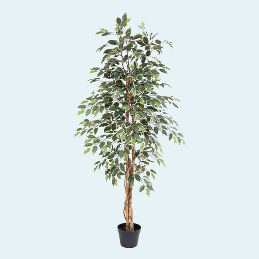 Kunstigt Ficus Benjamina 160 cm.