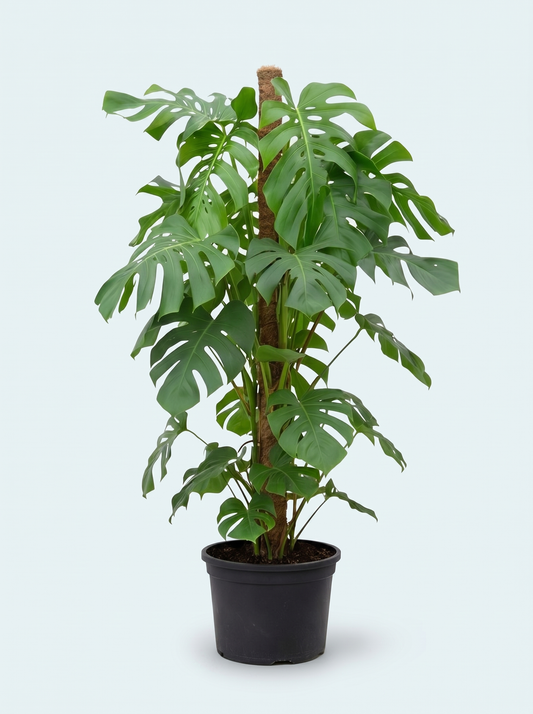 Monstera Deliciosa Plante