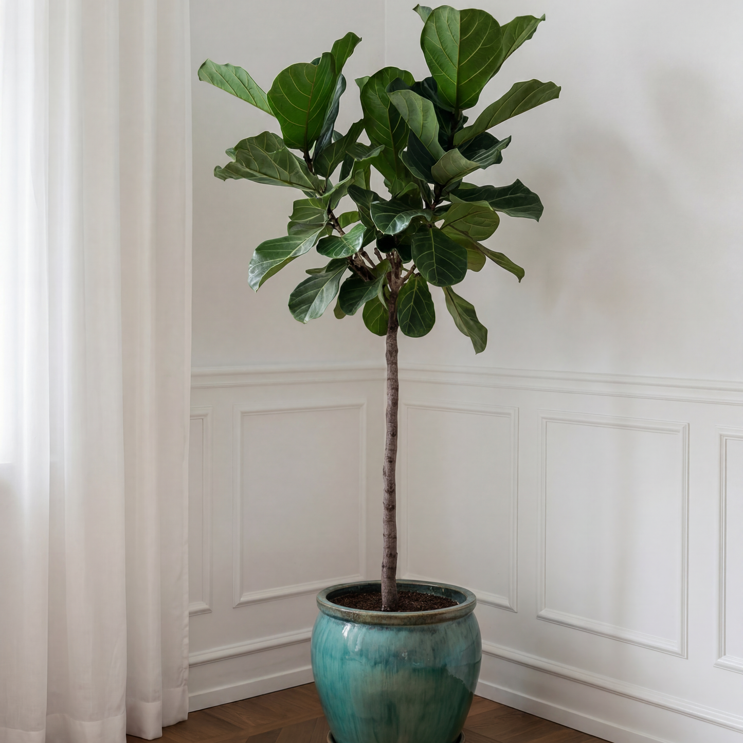 opstammet-ficus-lyrata-violinfigen-plante-stueplante