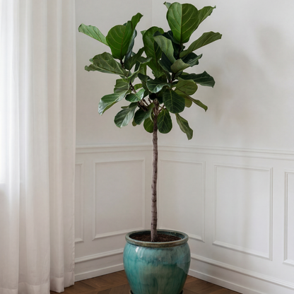 opstammet-ficus-lyrata-violinfigen-plante-stueplante
