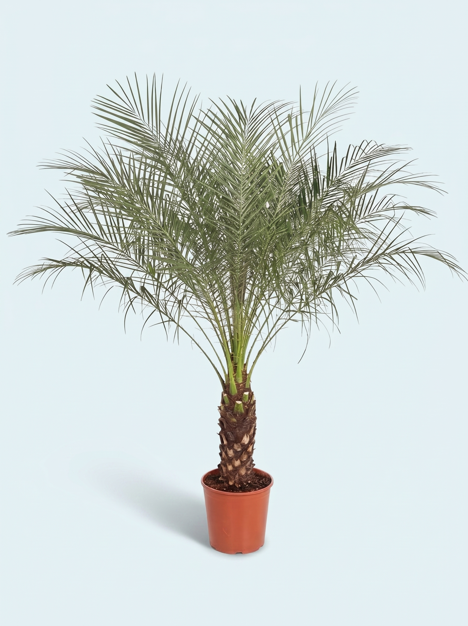 dværgdaddelpalme-palme-phoenix-roebelenii-plante-stueplanter-indendørs-planter-grønne-plante-køb