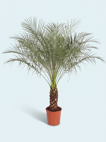 dværgdaddelpalme-palme-phoenix-roebelenii-plante-stueplanter-indendørs-planter-grønne-plante-køb
