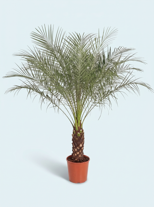 dværgdaddelpalme-palme-phoenix-roebelenii-plante-stueplanter-indendørs-planter-grønne-plante-køb