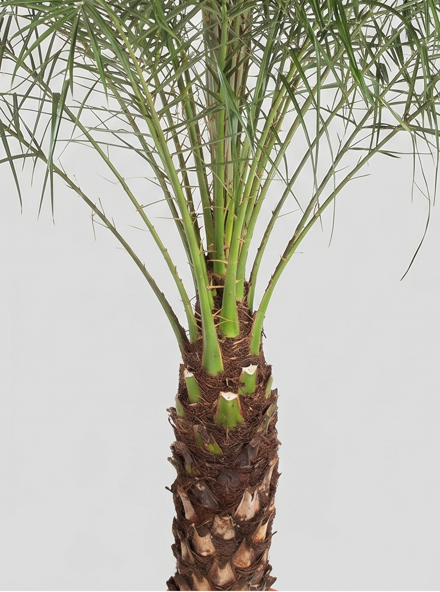 Dværgdaddelpalme, Phoenix Roebelenii plante