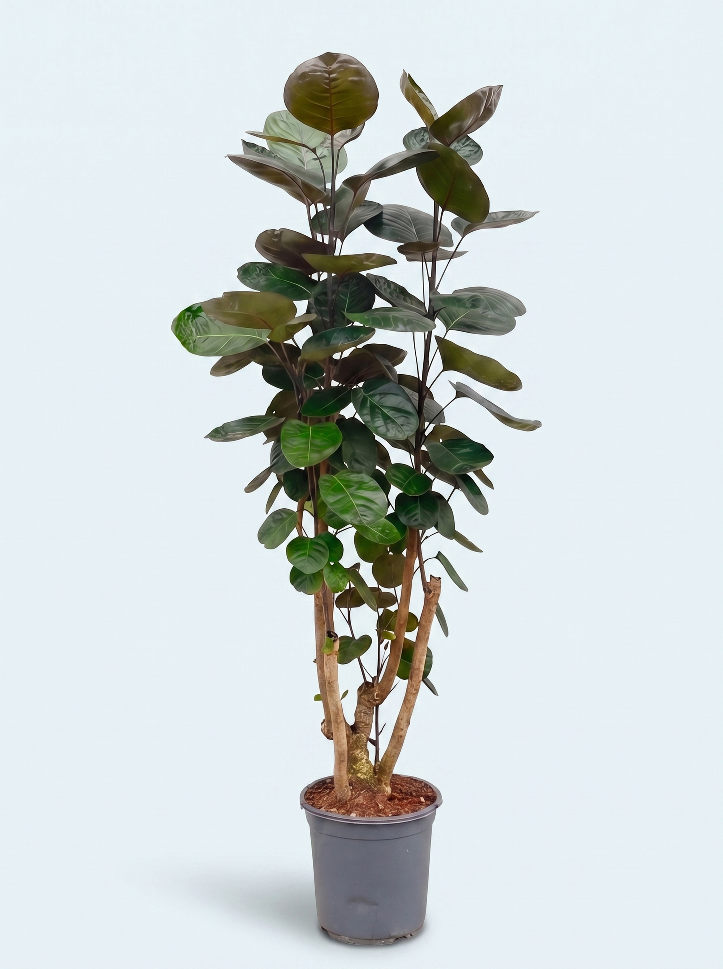 Polyscias Fabian plante
