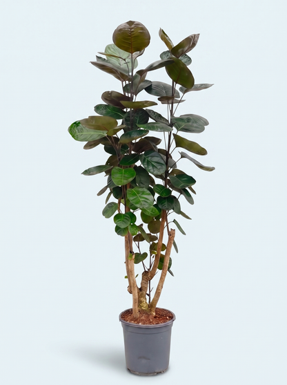 Polyscias Fabian plante