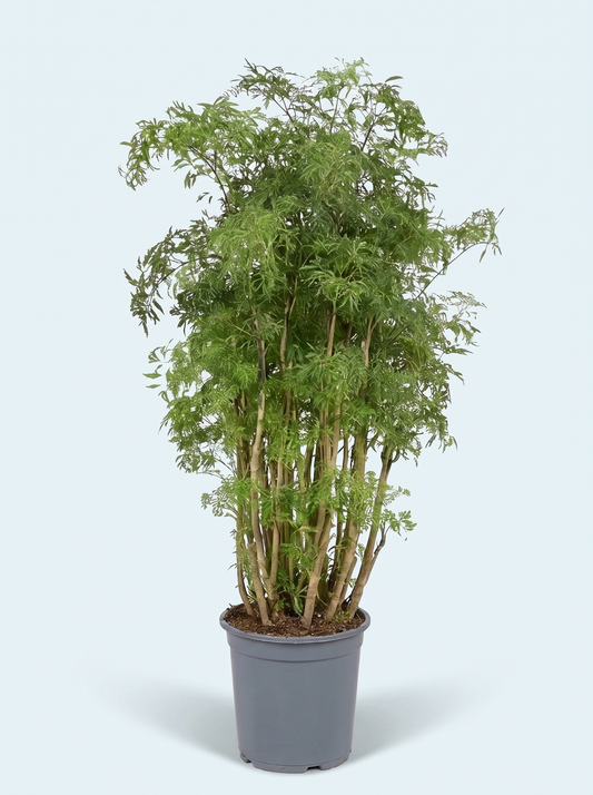 Bregne aralie, Polyscias Hawaiiana Ming plante