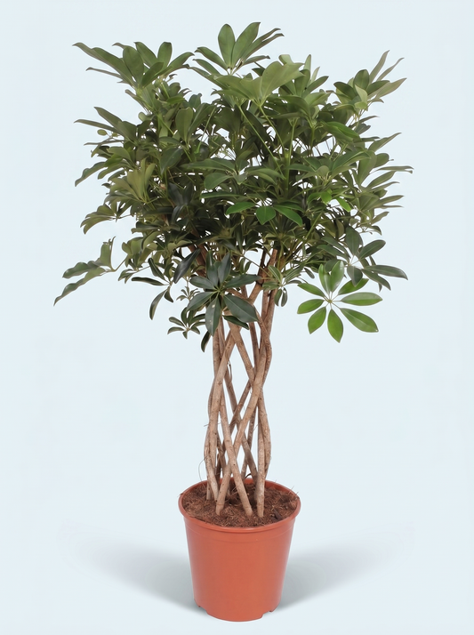 Schefflera Arboricola braided trunk plante
