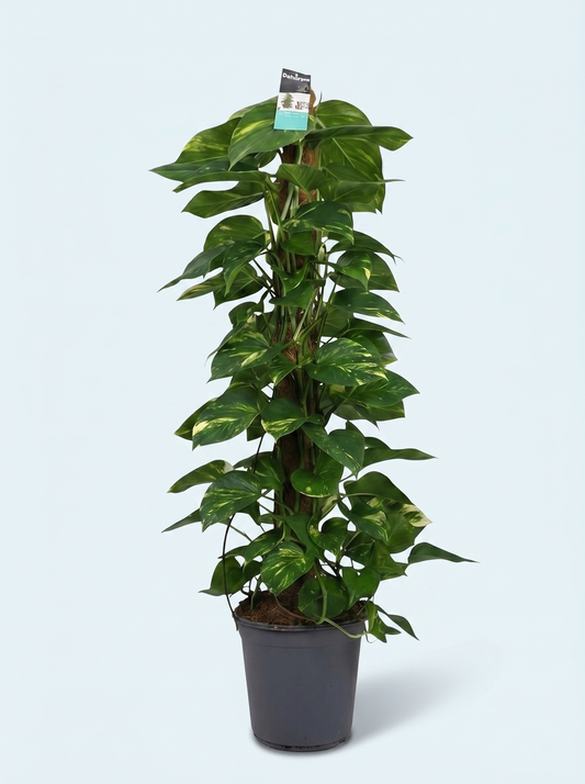 Guldranke, Scindapsus Epipremnum plante