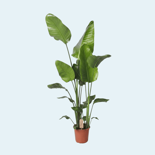 strelitzia-nicolai-paradisfugl-plante-køb-stueplante-indendørs