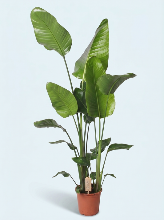 Strelitzia Nicolai plante