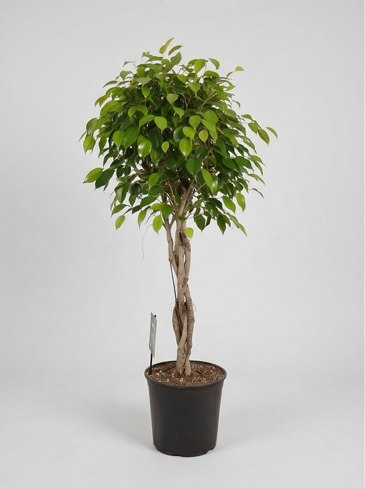 Stuebirk, Ficus Benjamina Exotica plante