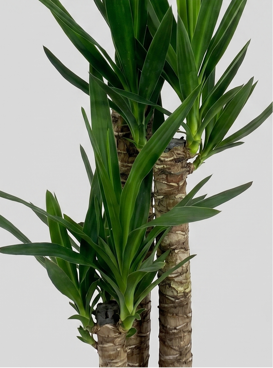 Yucca Elephantipes plante