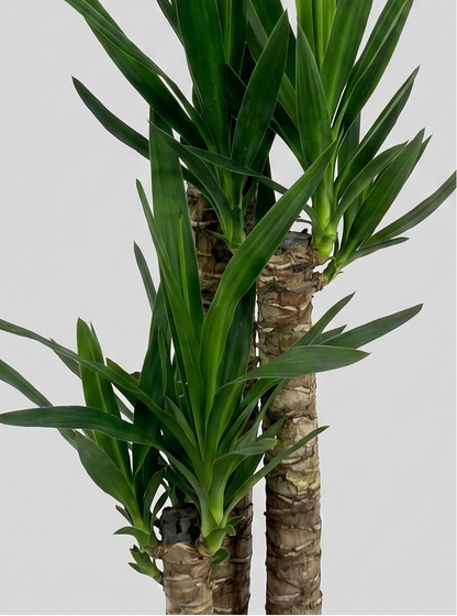 Yucca Elephantipes plante