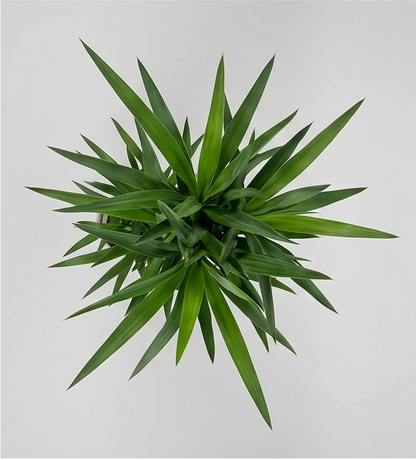 Yucca Elephantipes plante