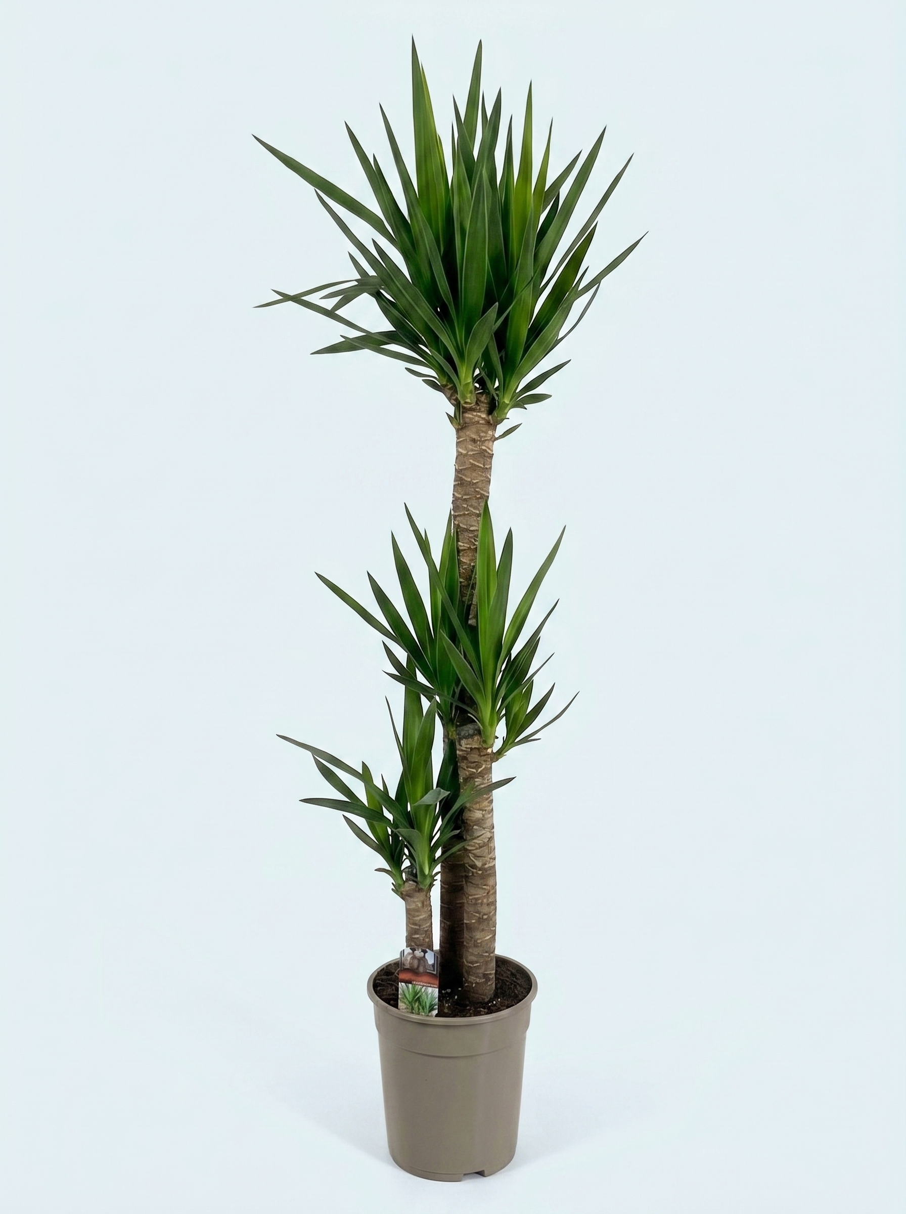 yucca-elephantipes-plante-stueplante-indendørs-plante-køb-stor-plante