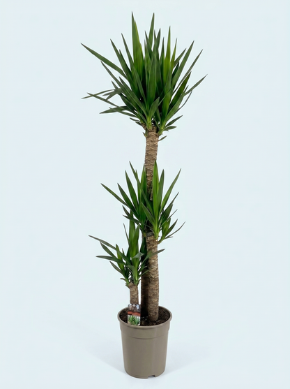 yucca-elephantipes-plante-stueplante-indendørs-plante-køb-stor-plante