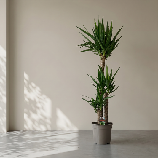Yucca Elephantipes plante